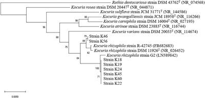 Technological and Safety Characterization of Kocuria rhizophila Isolates From Traditional Ethnic Dry-Cured Ham of Nuodeng, Southwest China